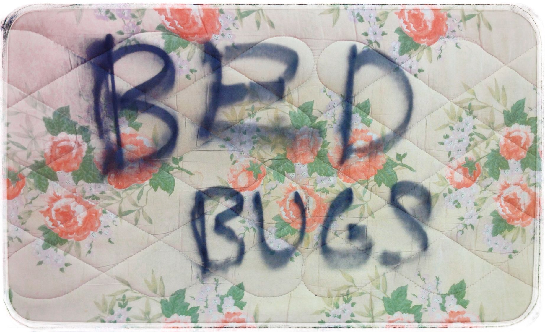 Eliminating those bed bug myths